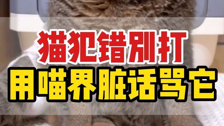Kalau kucing salah, jangan dipukul, cukup maklumi aja!