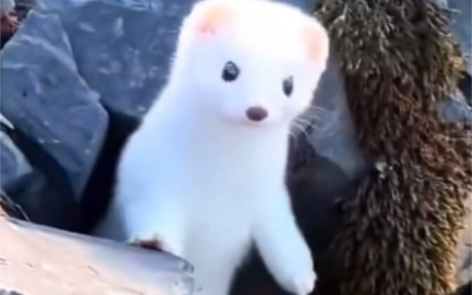 หนุ่มต่างชาติเผลอให้อาหารฮ่องเต้เหลืองสีขาวที่บังเอิญเจอ ไม่คาดคิดว่ามันจะตอบแทนผู้มีพระคุณด้วยวิธีน