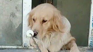 Have you heard of the story of Hello Little Golden Retriever?