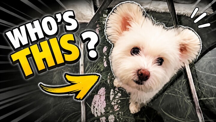 可怜的小狗  Poor little doggy.😂🤣🤣