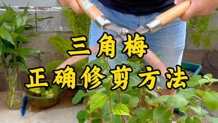 The Correct Pruning Method for Bougainvillea
