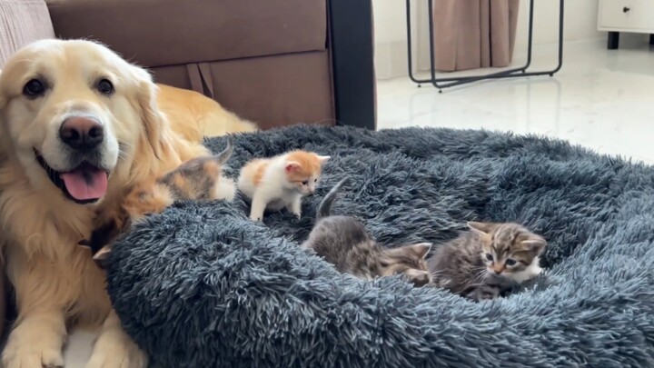 Pelé’s den has been taken over by the little kittens.