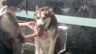 The old Border Collie was refurbished, the old Erha was refurbished, the difference is obvious at a 