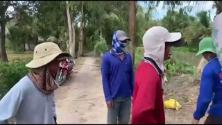 Nông Dân Miền Tây, Thu Hoạch Lúa Giữa Mùa COVID 19 l Cuộc Sống Miền Tây