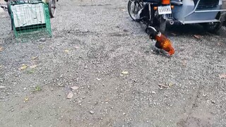 stag unang bitaw nila