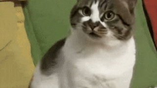 Horse: Hey, bro—were you just talking smack about me here?