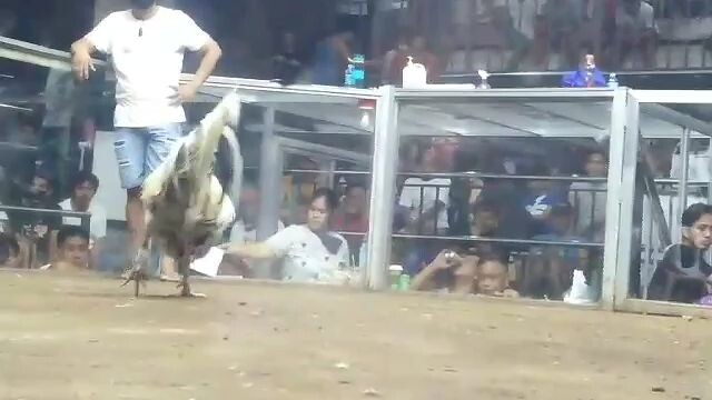 whitey sn pedro coliseum