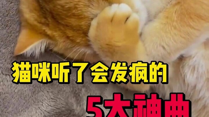 5 Lagu Legendaris yang Bikin Kucing Gila!