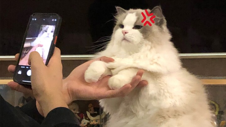 Cat: Didn’t you say we weren’t allowed to have a dog at home?
