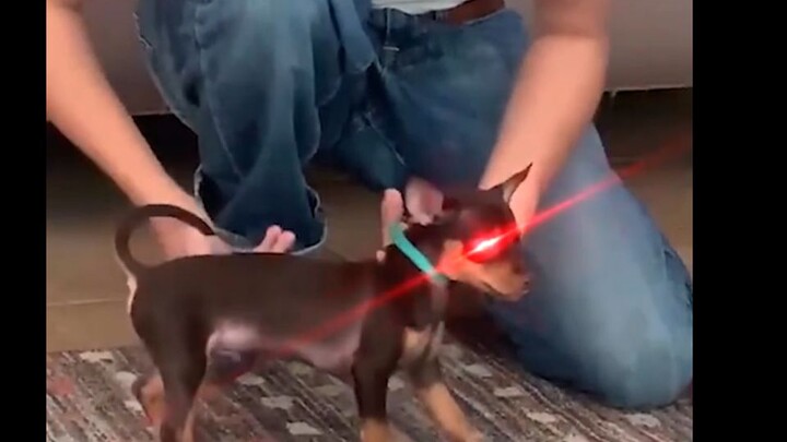 【บันทึกการสังเกตมนุษย์】076 ทำไมเจ้าหมาถึงเป็นแบบนี้