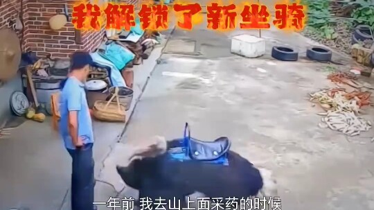 我解锁了新坐骑，你们呢？