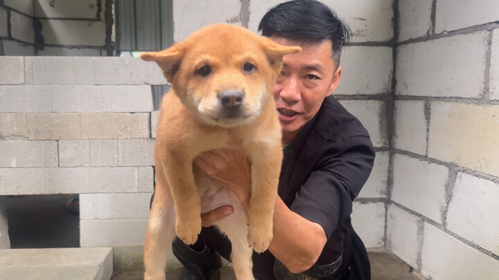 Seekor anjing kuning kecil yang lembut dan cerdas, yang langsung menyapa majikannya dengan gonggonga