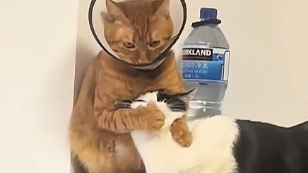 [Animal Voice Acting] Silenced by Capital