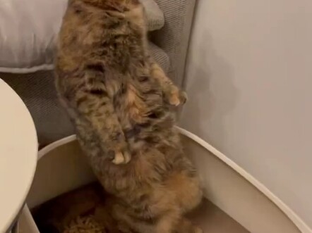 Kucing menginjak-injak lalu buang air