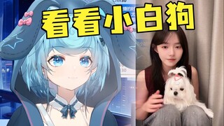原来是菠萝的小白狗，恬豆：扎着小辫子特别可爱，看的我都想养一只了