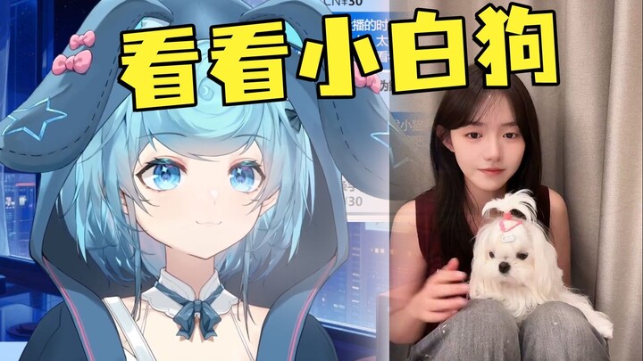 原来是菠萝的小白狗，恬豆：扎着小辫子特别可爱，看的我都想养一只了