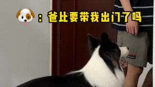 Apa reaksi anjing kecil saat orang tuanya pergi keluar?