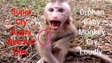 OMG!! Cry Breaking Heart Baby Monkey Angry Red Ant Bite, Trillion Crying Baby Monkey Cry Loudly