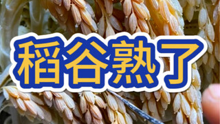 水稻~纯手工立体雕刻,青田传统手艺【拉齿条】