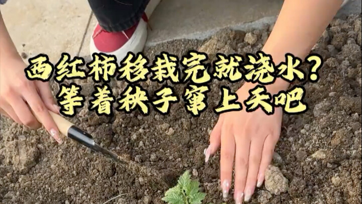 تُسقى الطماطم فور زراعتها؟ تريدها أن تنمو ساقًا فقط دون أن تثمر؟ هل جننت؟