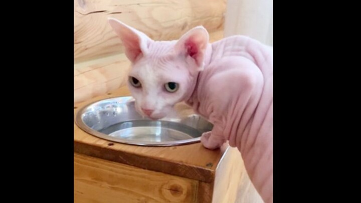 A warning from Messi: Kira, don’t sneak a drink from my water!