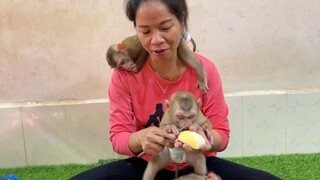 Adorable Lion Sleep On Mom Shoulder During Mom Feeding Pear Fruit To Brother Sono