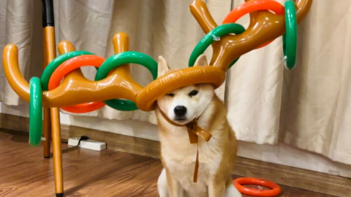 3 Mini Games to Instantly Boost Your Bond with Your Dog!