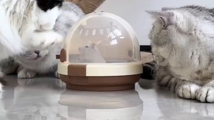 I haven't even driven an AMG yet but my hamster has driven one first!