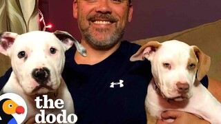 Pittie Puppies เกิดในวันศุกร์ที่ 13 พิสูจน์ว่าวันนี้ไม่โชคร้าย The Dodo Pittie Nation