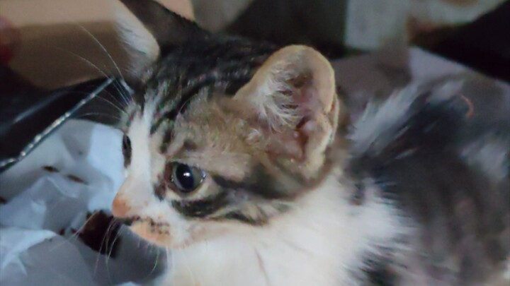 Cute cat