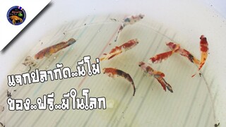 แจกปลากัดนีโม่ฟรี2วันเท่านั้นกิจกรรมของฟรีมีในโลกสไตล์korattv