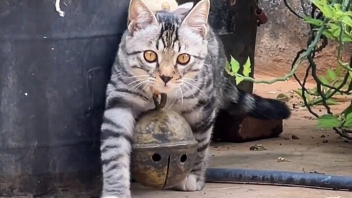 Kucing: Aku akan melapor ke polisi, aku mau melapor!!!