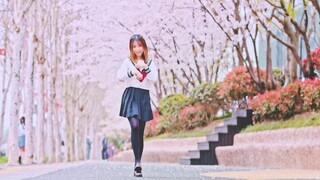 【Kirina】The nearest street to spring❀Sakura