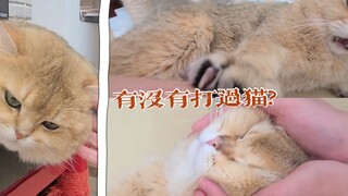 对着猫咪伸手能测试出打没打过猫?