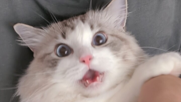 Cai Cai: Cứ cảm thấy có gì đó không ổn