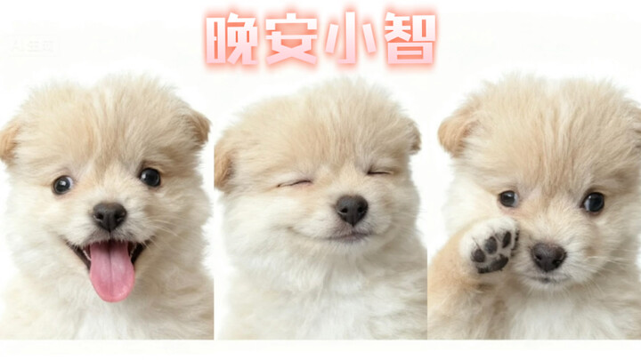 เรื่องของซาโตชิ: การจากลาครั้งพิเศษ