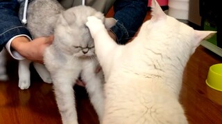 The UP Lord instigated the indigenous white cat to beat the silver tabby cat rescued from a deep wel