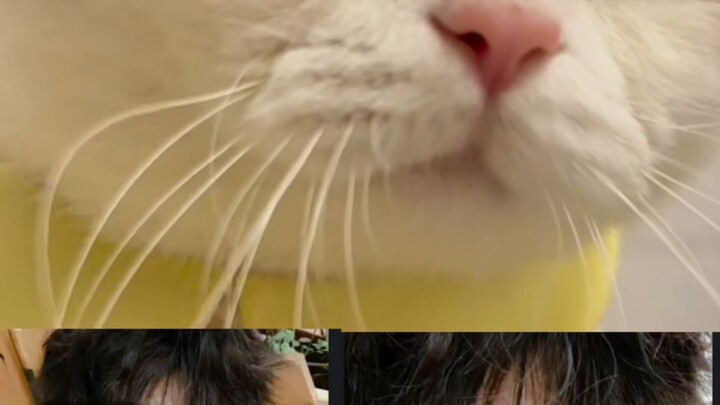 猫猫