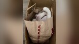 Mua nhà mua nệm đàng hoàng không nằm tự nhiên co ro trong thùng, nằm bao nilon nằm túi rác cat catsoftiktok Halloween2021