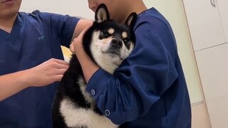 A roundup of hilarious moments when Shiba Inus get injections—by the way, is this kind of reaction t