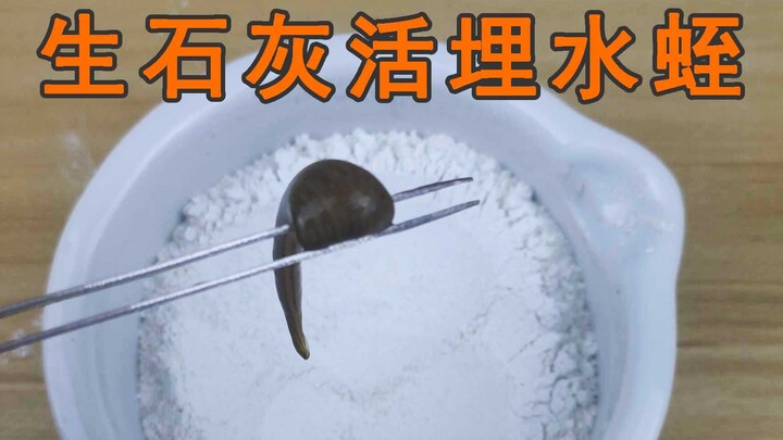 What happens when you bury “leeches” in “quicklime”? Does the leech get scalded and lose a layer of 