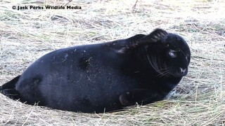 Ini adalah anak anjing laut hitam murni yang sangat langka!