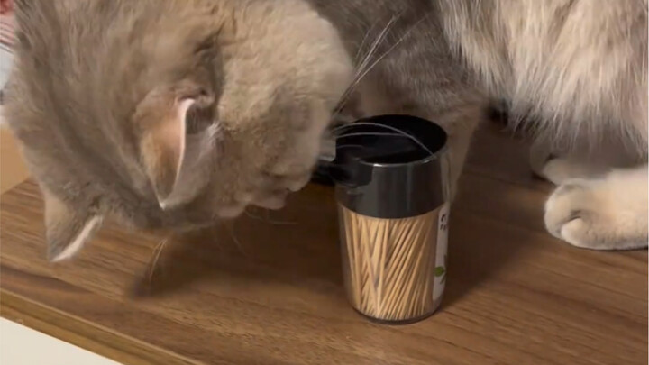 You can guess the beginning, but never the ending—absolutely!