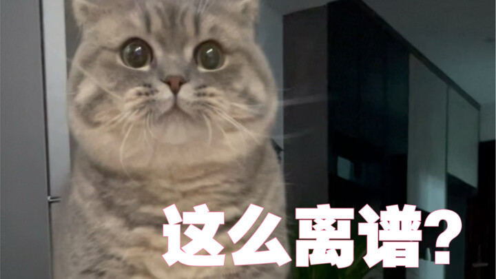 ما مدى اختلاف جمال الهريرة الصغيرة خلال يوم واحد؟