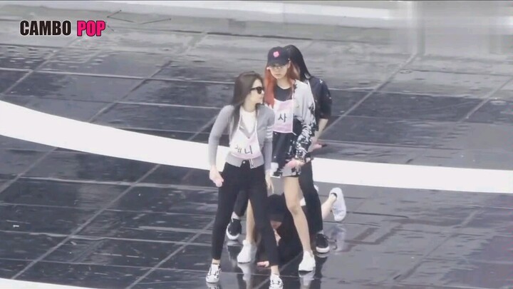 [Blackpink] Rose yang terjebak di antara kaki anggotanya