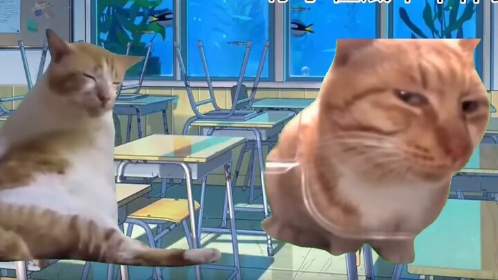 [Meme mèo] Về 18 năm đầu đời của tôi và năm tôi được các giáo viên cứu giúp
