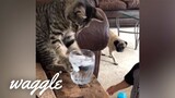 Cats are Jerks | Funny Cat Videos