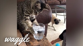 Cats are Jerks | Funny Cat Videos