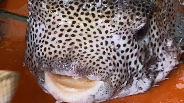 “Taste the spiky turtle and you’ll understand the true spirit of the South China Sea” — The giant sp