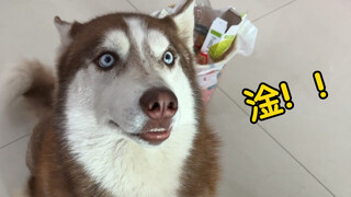 Husky: It only takes a few seconds to go from happiness to despair!